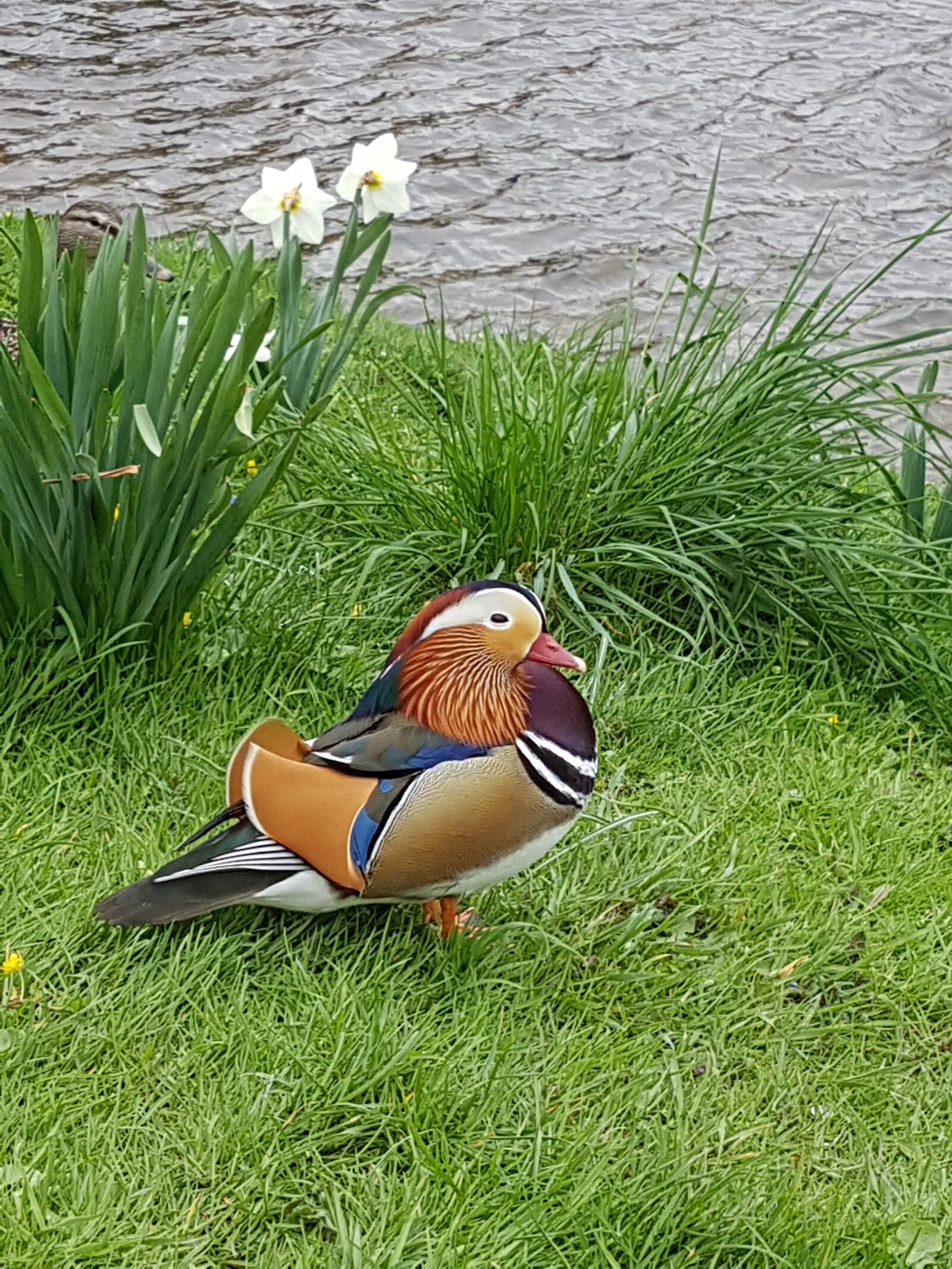 Samsung Galaxy S7 Edge sample photo. Mandarin duck, animal, waterfowl photography