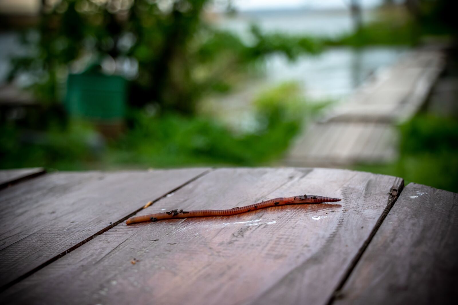 Canon EOS 7D Mark II sample photo. Fishing, the worm, bait photography
