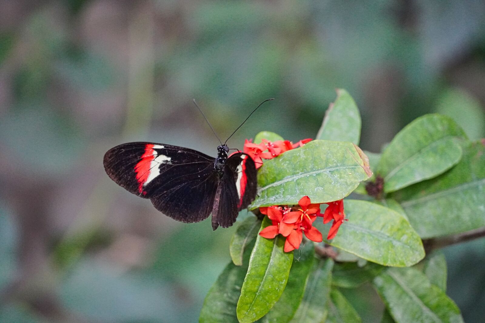 Sony a6400 sample photo. Butterfly, beauty, park photography