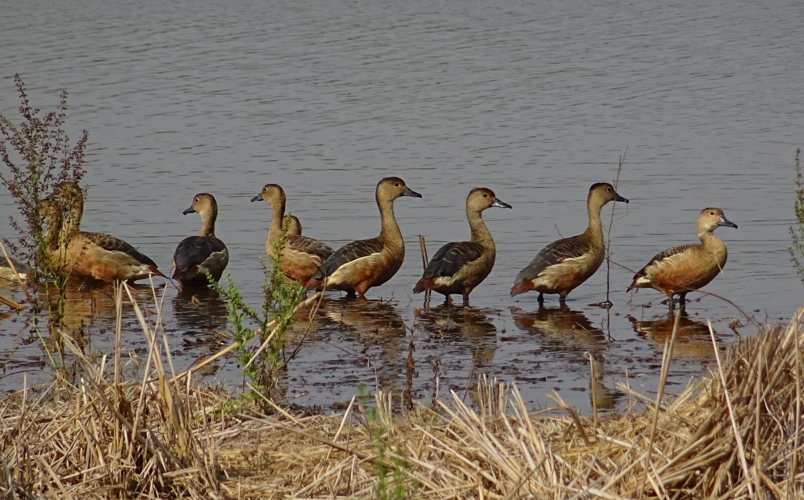 Sony DSC-HX60V sample photo. Bird, duck, avian photography