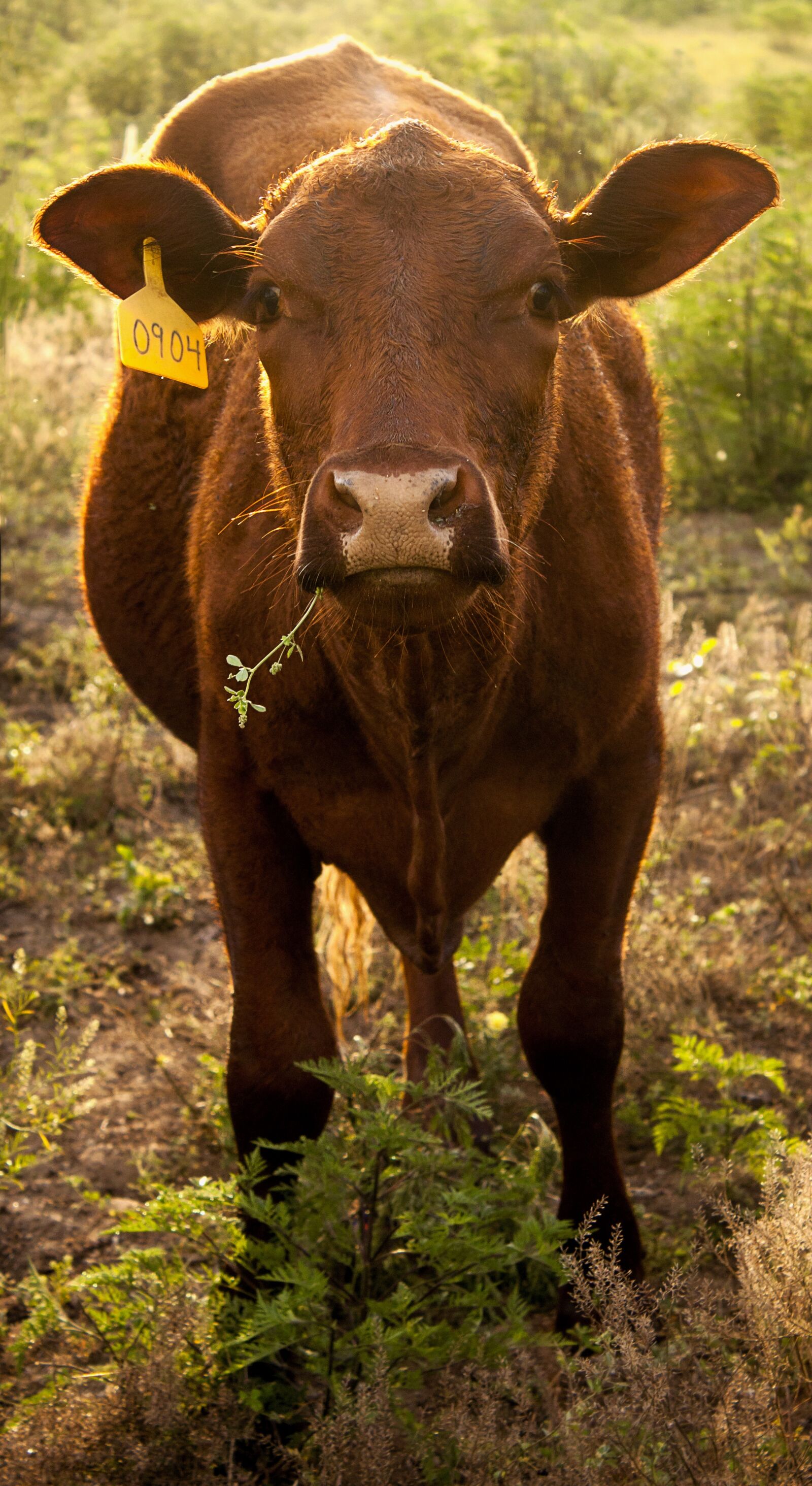 Canon EF-S 18-55mm F3.5-5.6 IS sample photo. Cow, tag, tagged photography