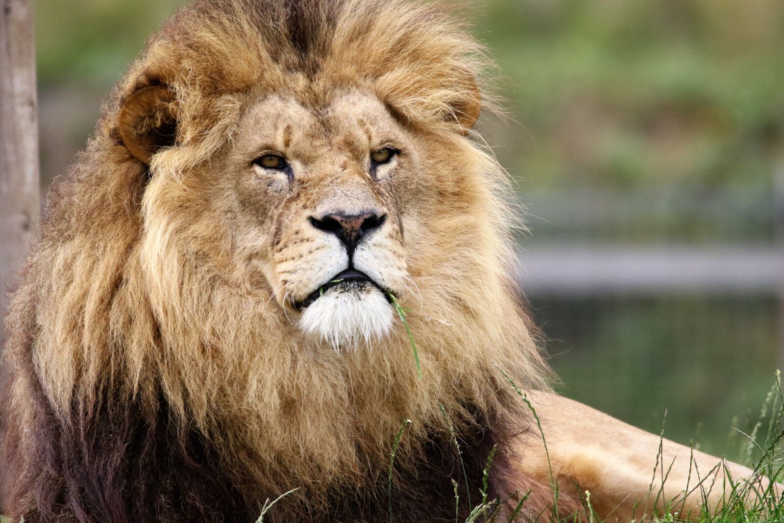 Canon EOS 7D Mark II sample photo. Lion, big cat, big photography
