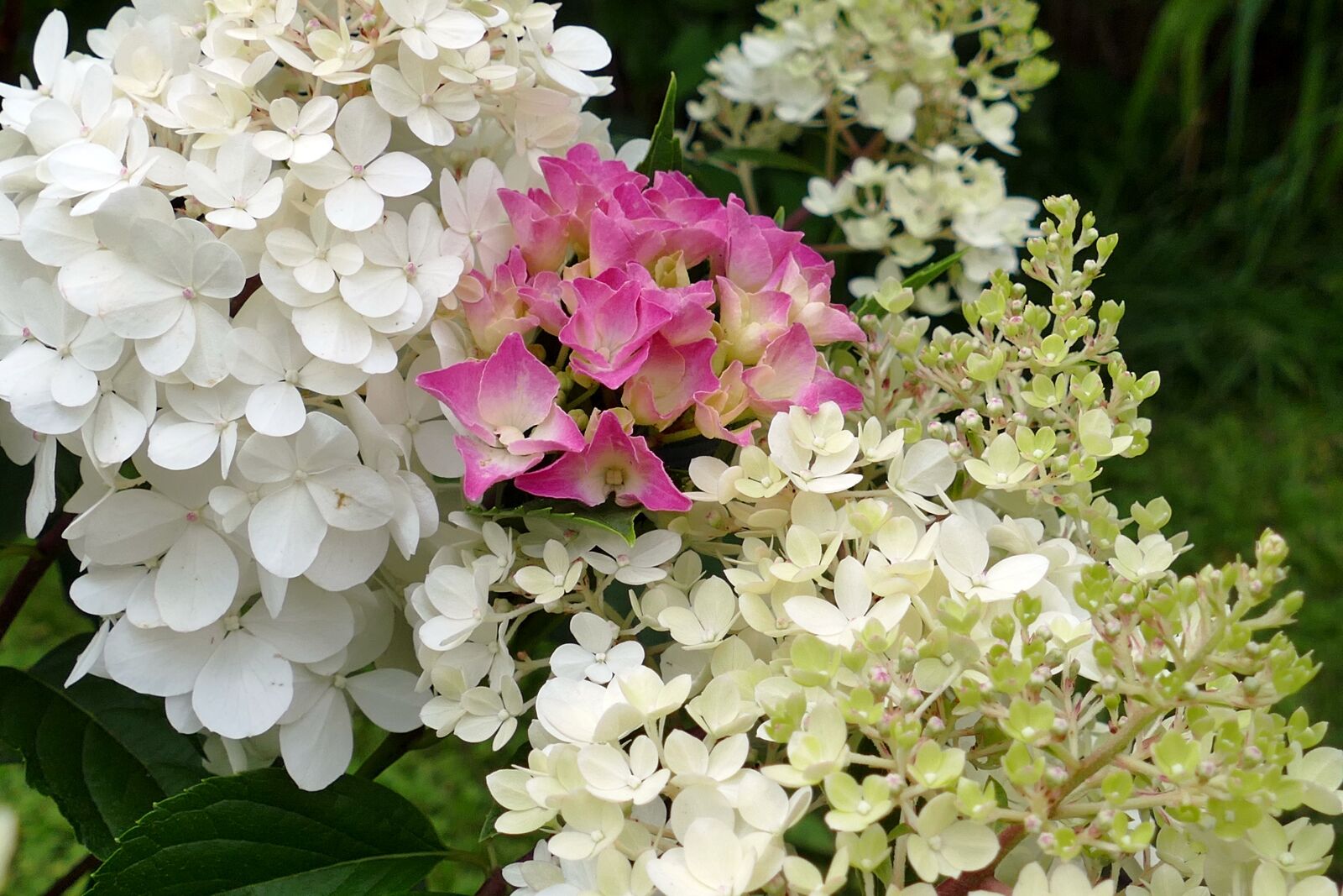 Panasonic Lumix DMC-FZ1000 sample photo. Hydrangeas, flowers, white photography