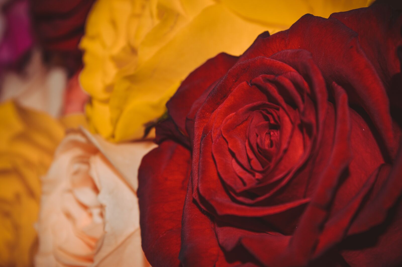 Nikon D3200 sample photo. International women's day, march photography