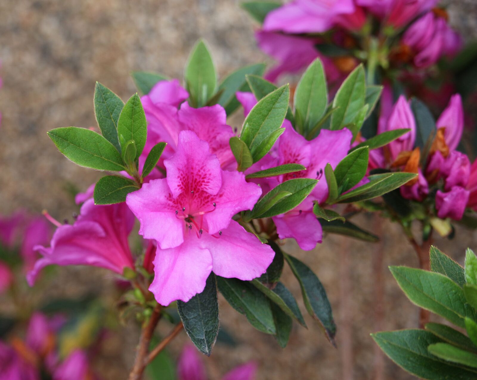 Canon EOS 700D (EOS Rebel T5i / EOS Kiss X7i) sample photo. Azalea, pink flowers, nature photography