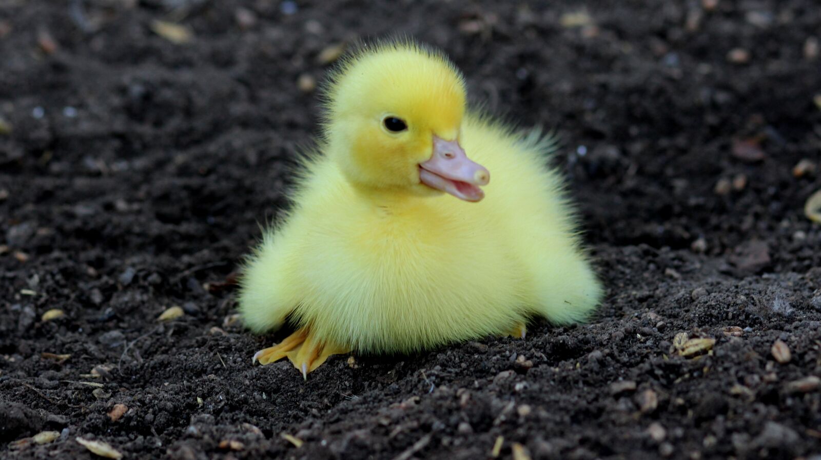 Canon EOS 700D (EOS Rebel T5i / EOS Kiss X7i) + Canon EF 85mm F1.8 USM sample photo. Duckling, birds, yellow photography