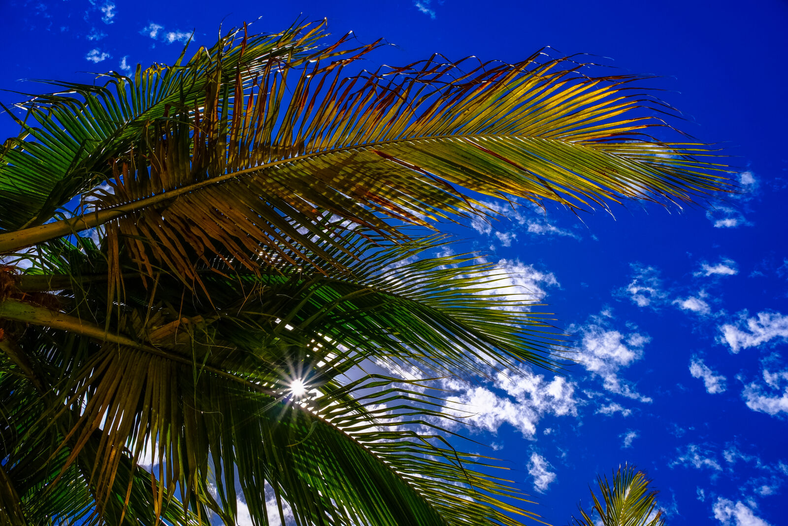 Fujifilm X-T1 sample photo. Blue, sky, clouds, leaves photography