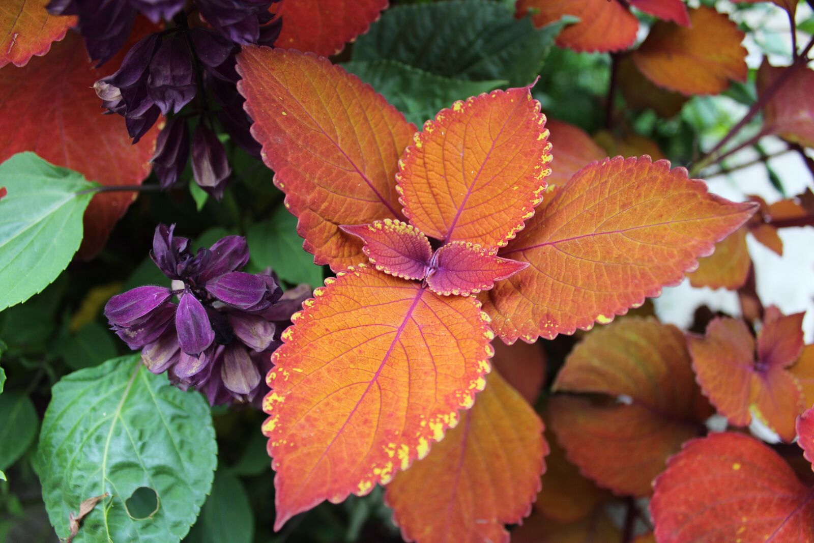 Canon EOS 1200D (EOS Rebel T5 / EOS Kiss X70 / EOS Hi) sample photo. Colors, leaves, orange photography