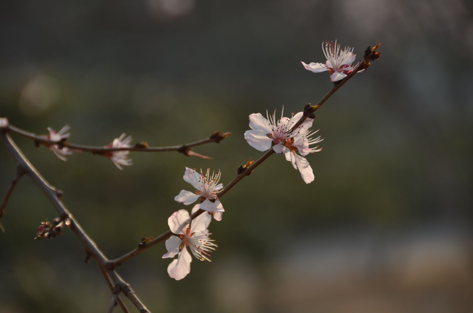 Nikon D7000 sample photo. Plum, branch, white blossom photography
