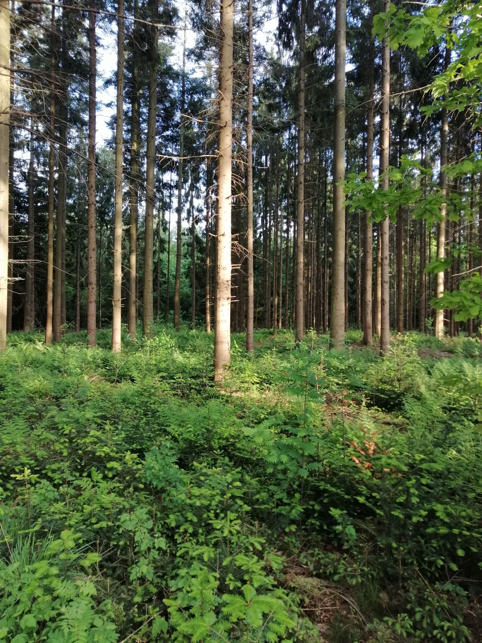 HUAWEI SNE-LX1 sample photo. Forest, sky, landscape photography