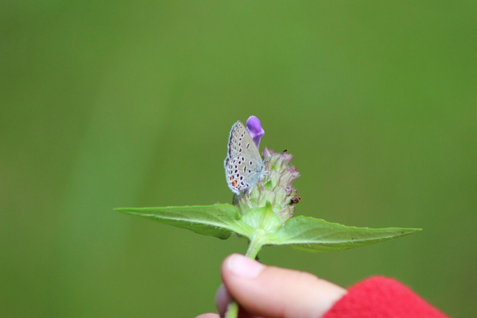 Canon EF75-300mm f/4-5.6 sample photo. Butterfly, green, nature photography