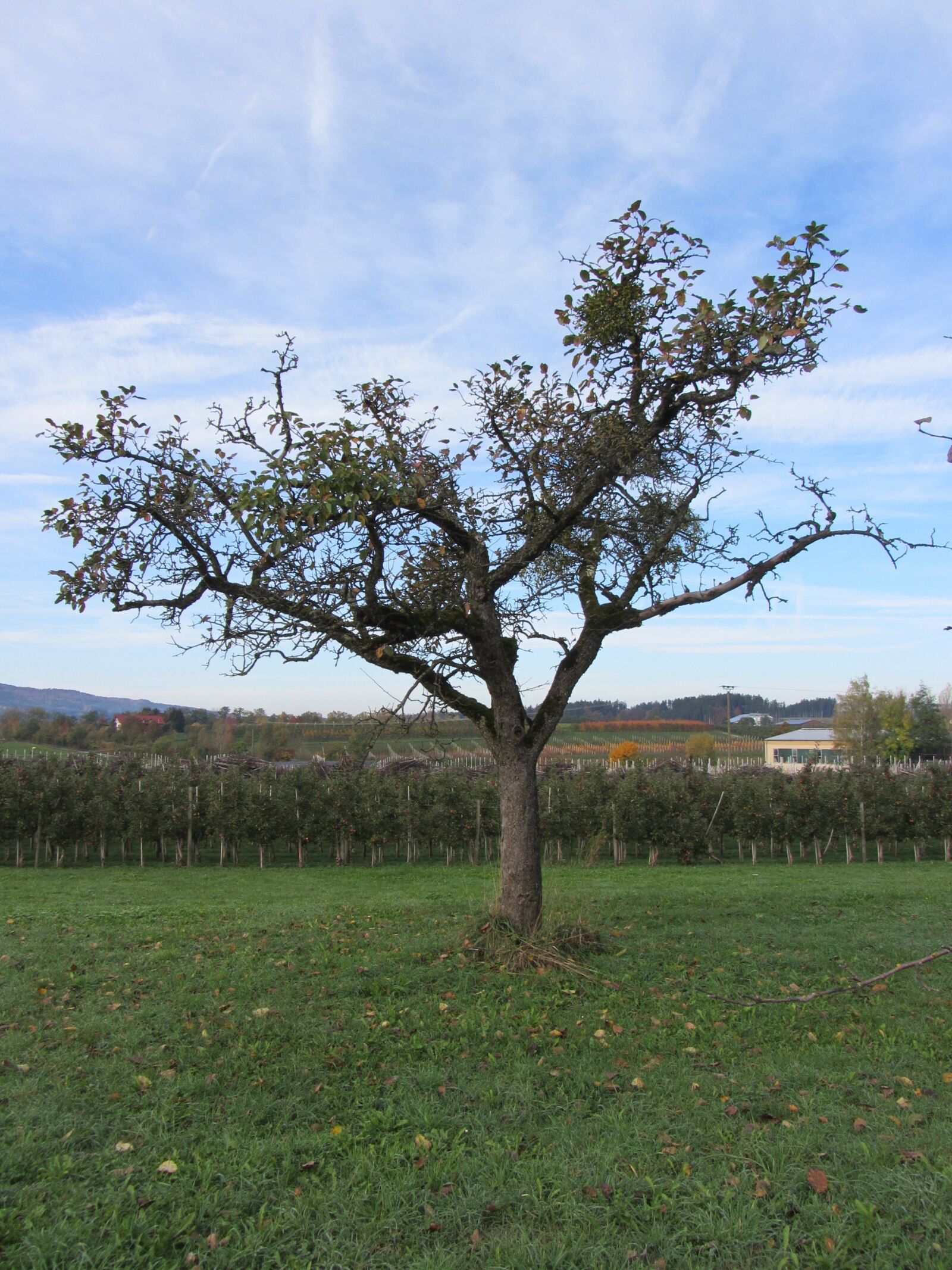 Canon PowerShot SX220 HS sample photo. Tree, forest, trees photography