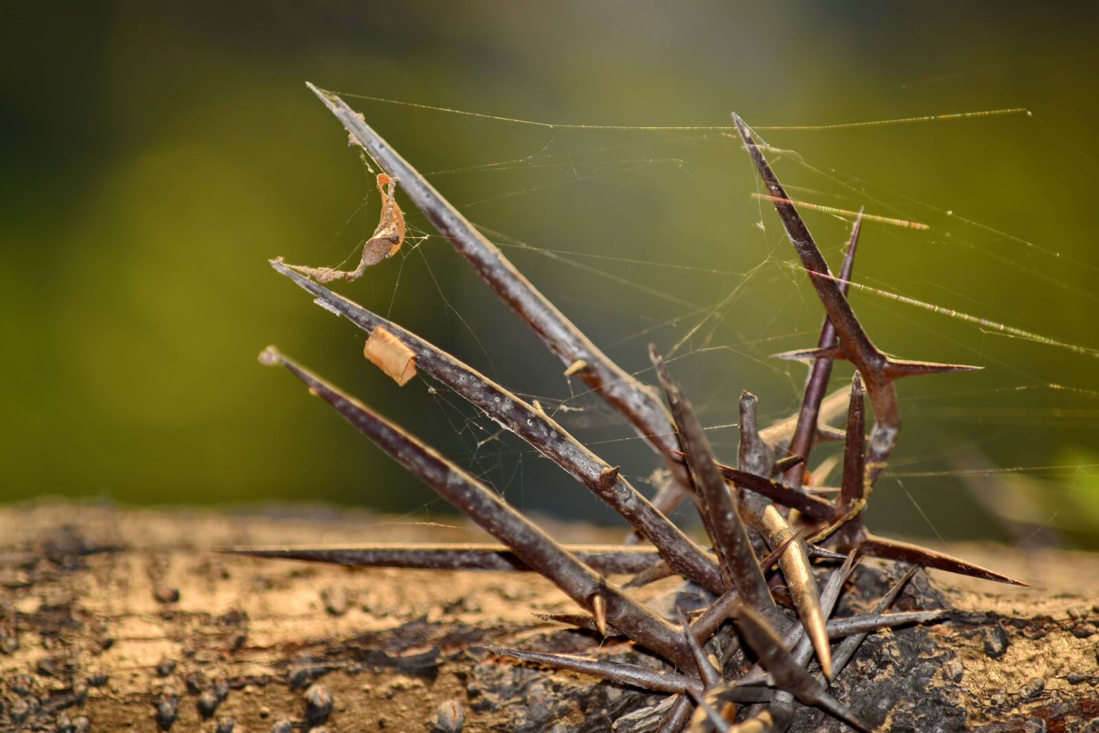 Nikon D5500 sample photo. Detail, spider web, thorn photography