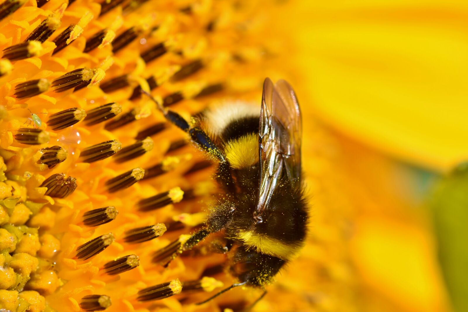 Nikon D7200 sample photo. Hummel, insect, blossom photography
