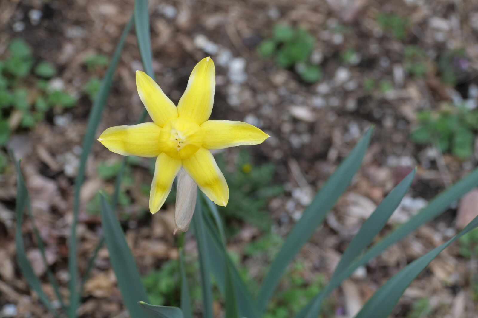 Panasonic Lumix DC-G9 sample photo. Daffodil bud, spring, nature photography