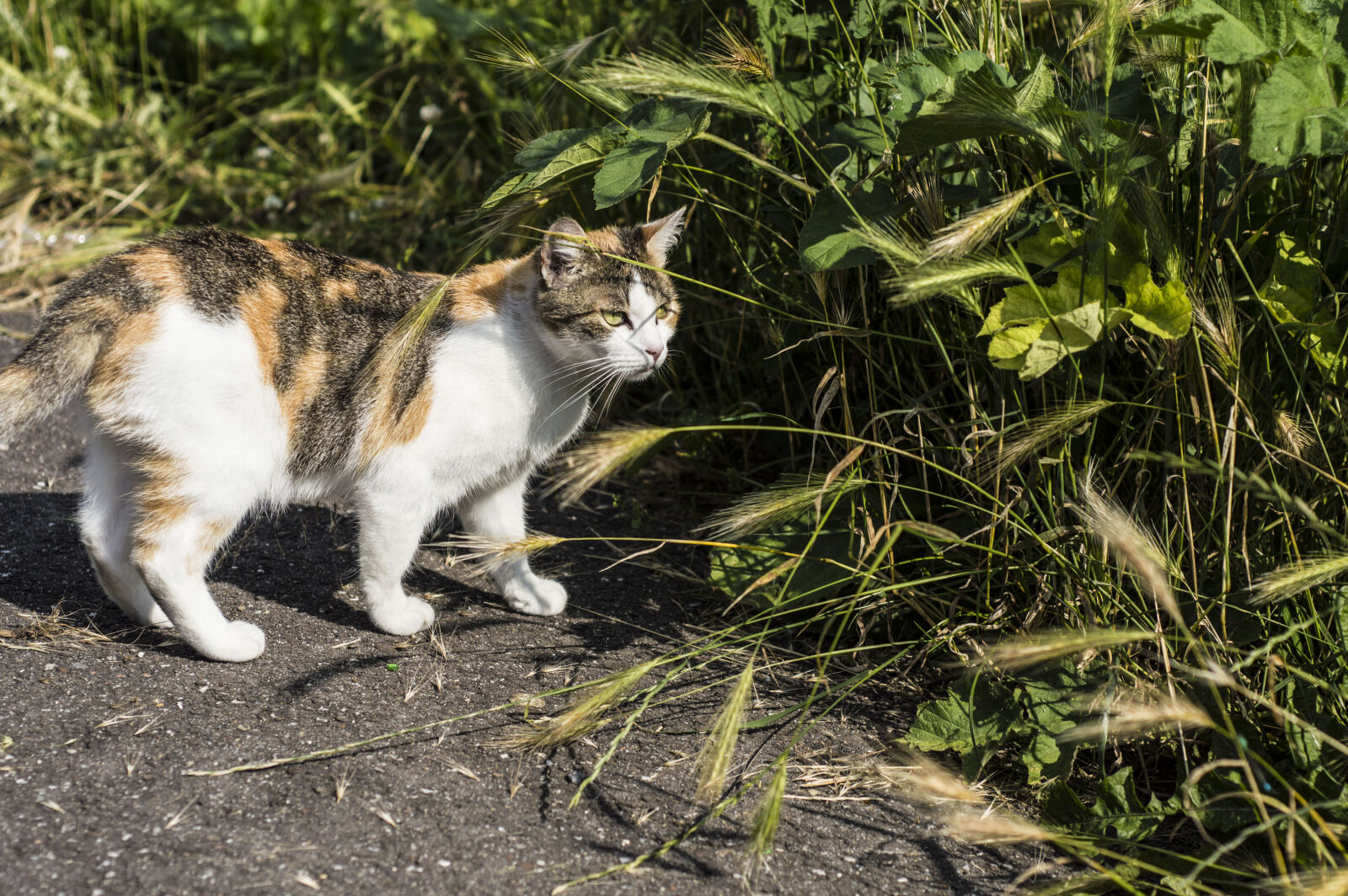 Nikon AF Nikkor 50mm F1.8D sample photo. Cat, nature, outside photography