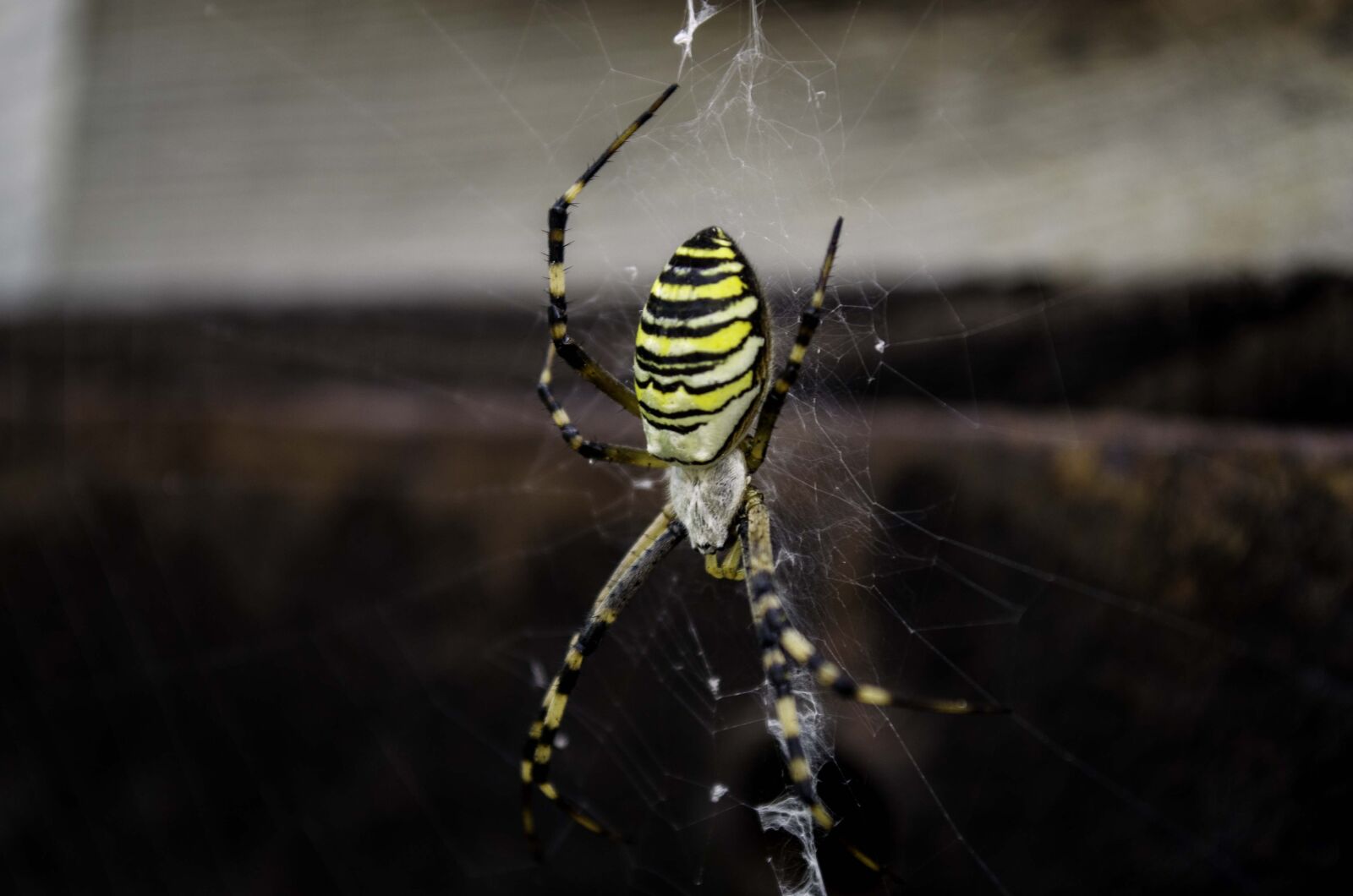 Nikon D5100 sample photo. Spider, spider web, black photography