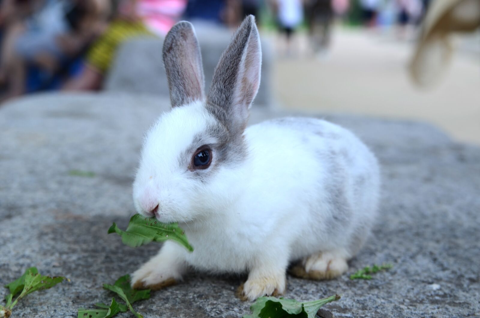 Nikon D7000 sample photo. Rabbit, pool, grass photography