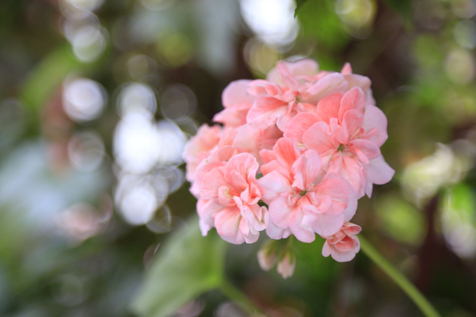 Canon EOS 6D + Canon EF 24-105mm F4L IS USM sample photo. Geranium, pink, flower photography