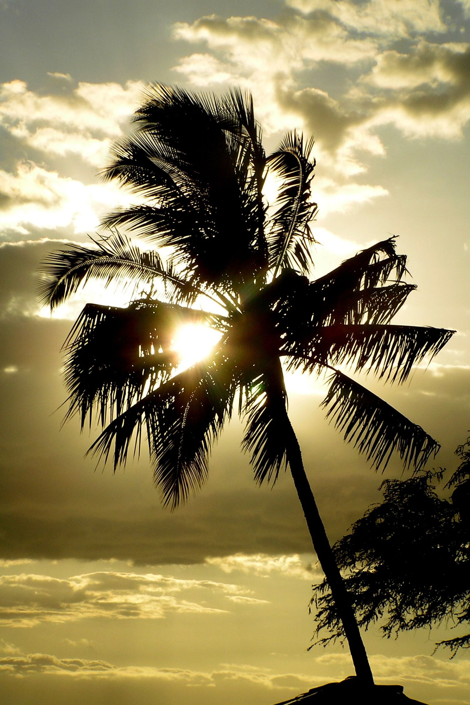 Olympus C765UZ sample photo. Palm, tree, hawaii photography