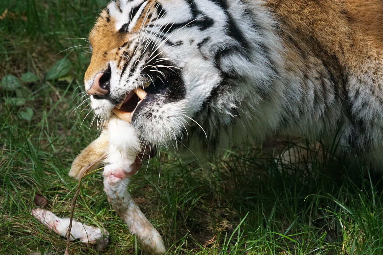 Sony 70-400mm F4-5.6 G SSM sample photo. Tiger, amurtiger, predator photography