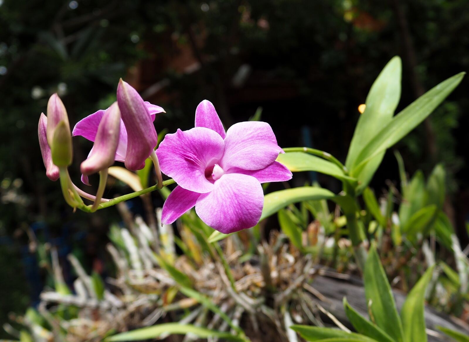 Olympus OM-D E-M10 sample photo. Orchid, colorful, flowers photography