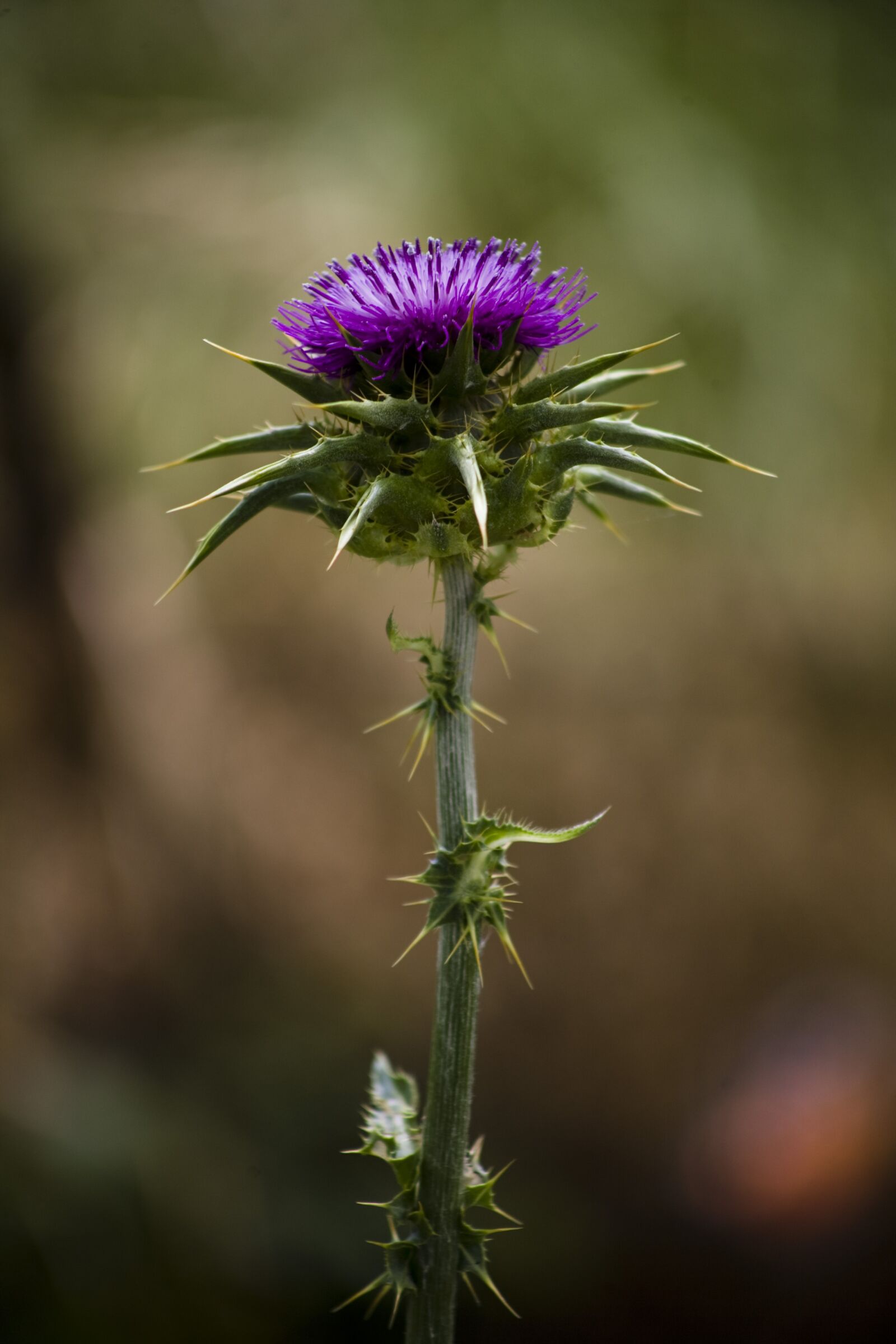 Canon EOS 5D sample photo. Thistle, flower, nature photography