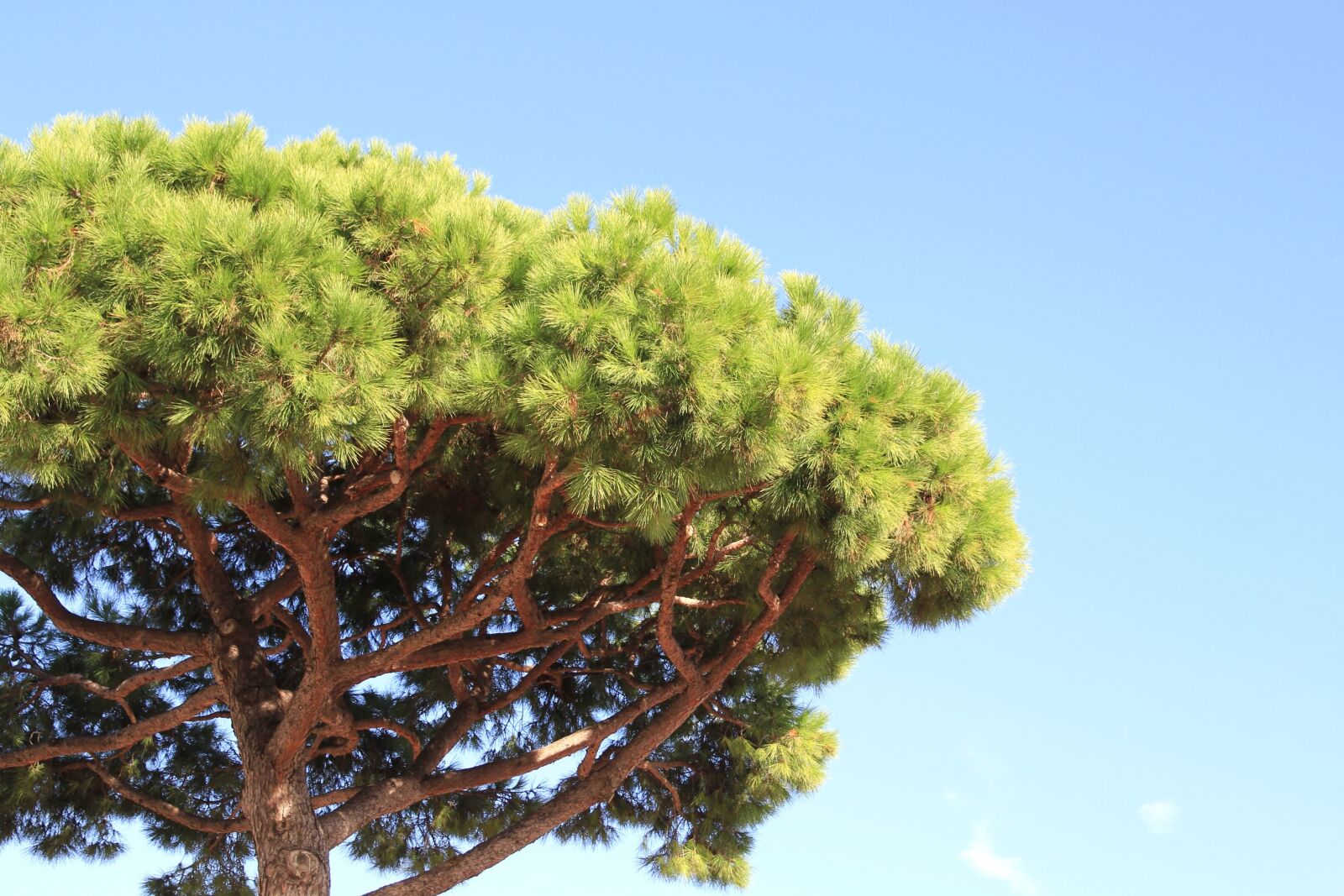 Canon EOS 7D sample photo. Tree, treetop, gradan, cloud photography