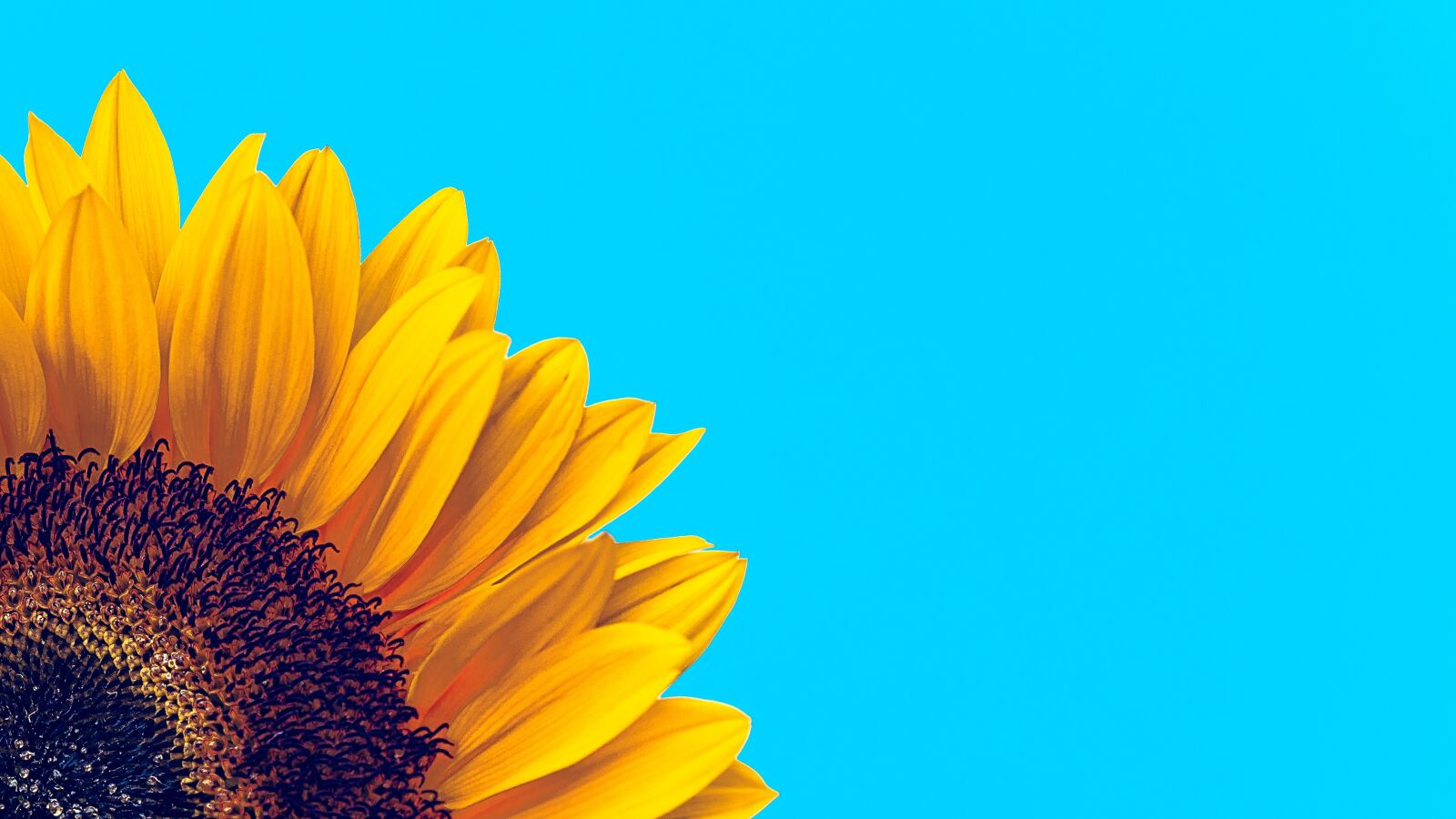 Sony SLT-A58 sample photo. Sunflower, flower, bloom photography