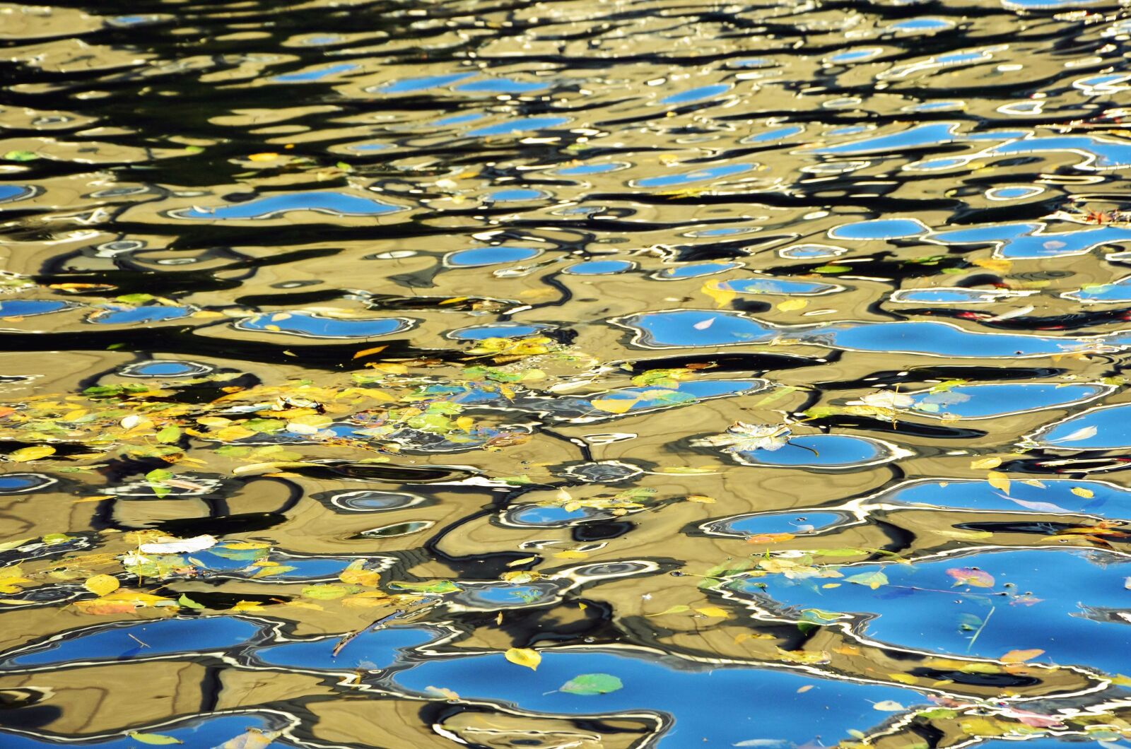 Nikon D5100 sample photo. Reflection, water, wet, leaf photography