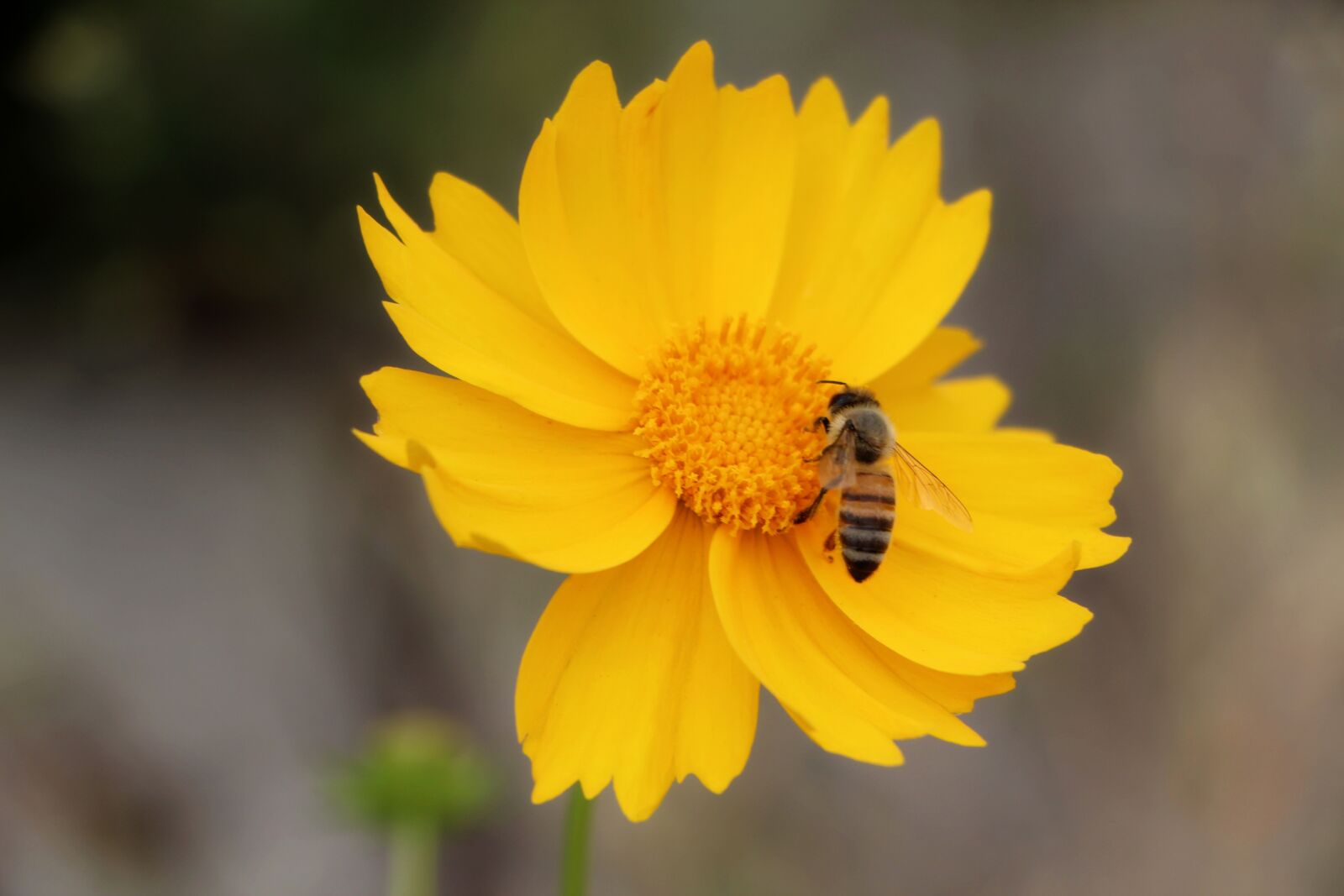 Canon EOS 650D (EOS Rebel T4i / EOS Kiss X6i) sample photo. Geumgyeguk, bee, plants photography