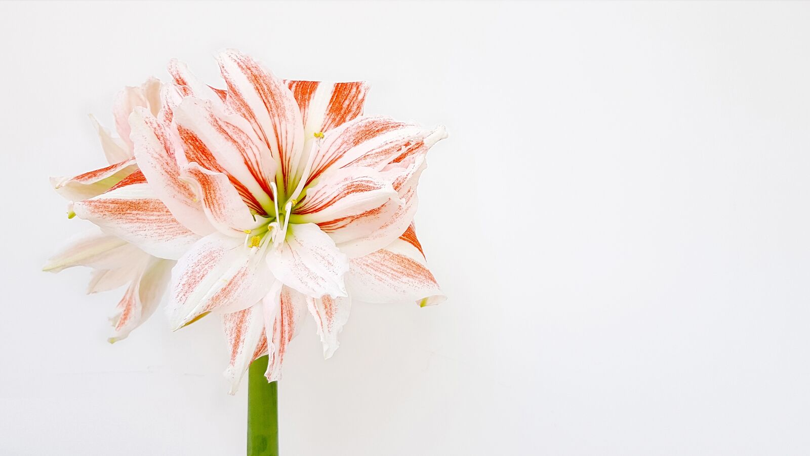 Samsung Galaxy S8+ sample photo. Hippeastrum, amaryllis, bud photography