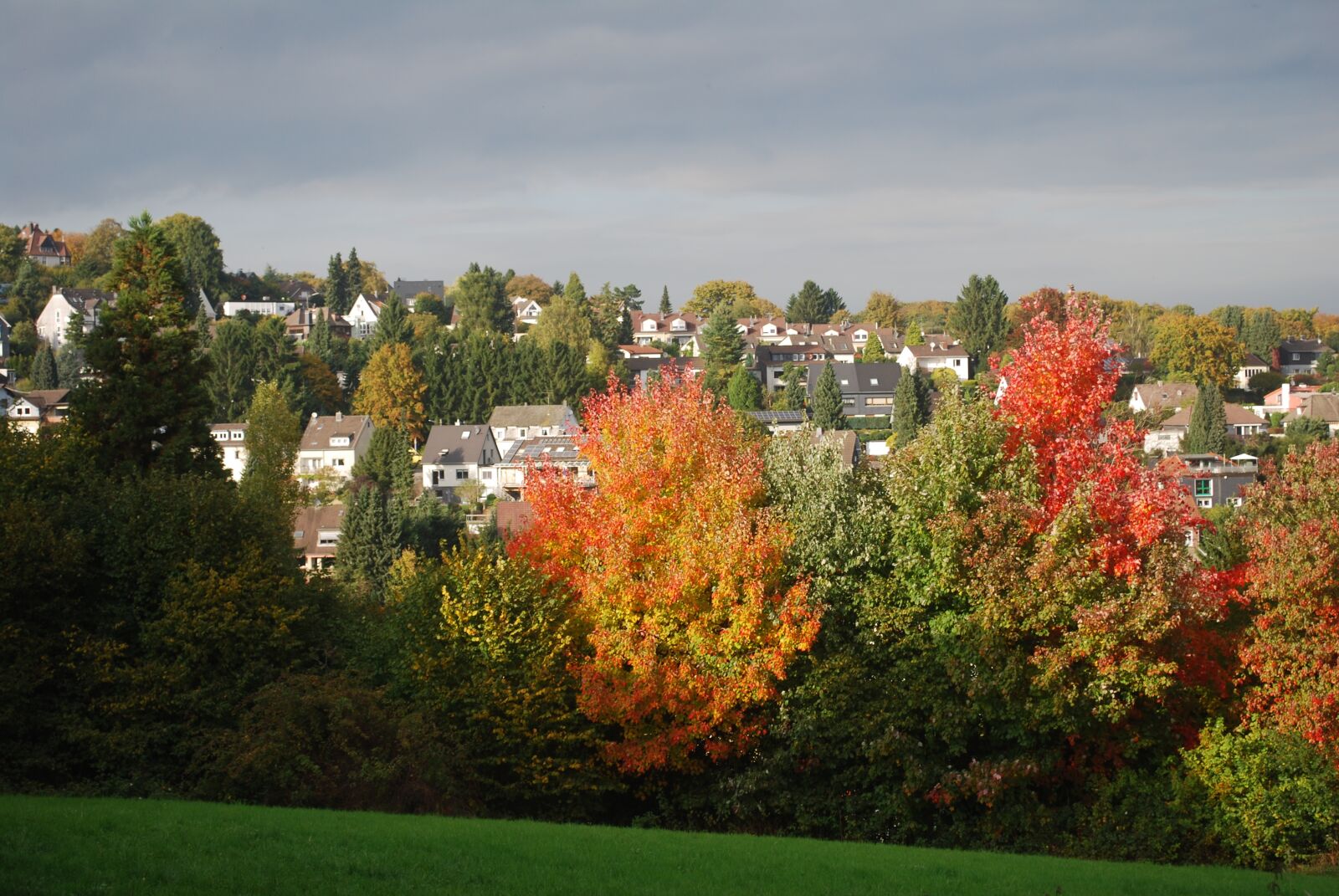 Nikon D60 sample photo. Tree, nature, autumn photography
