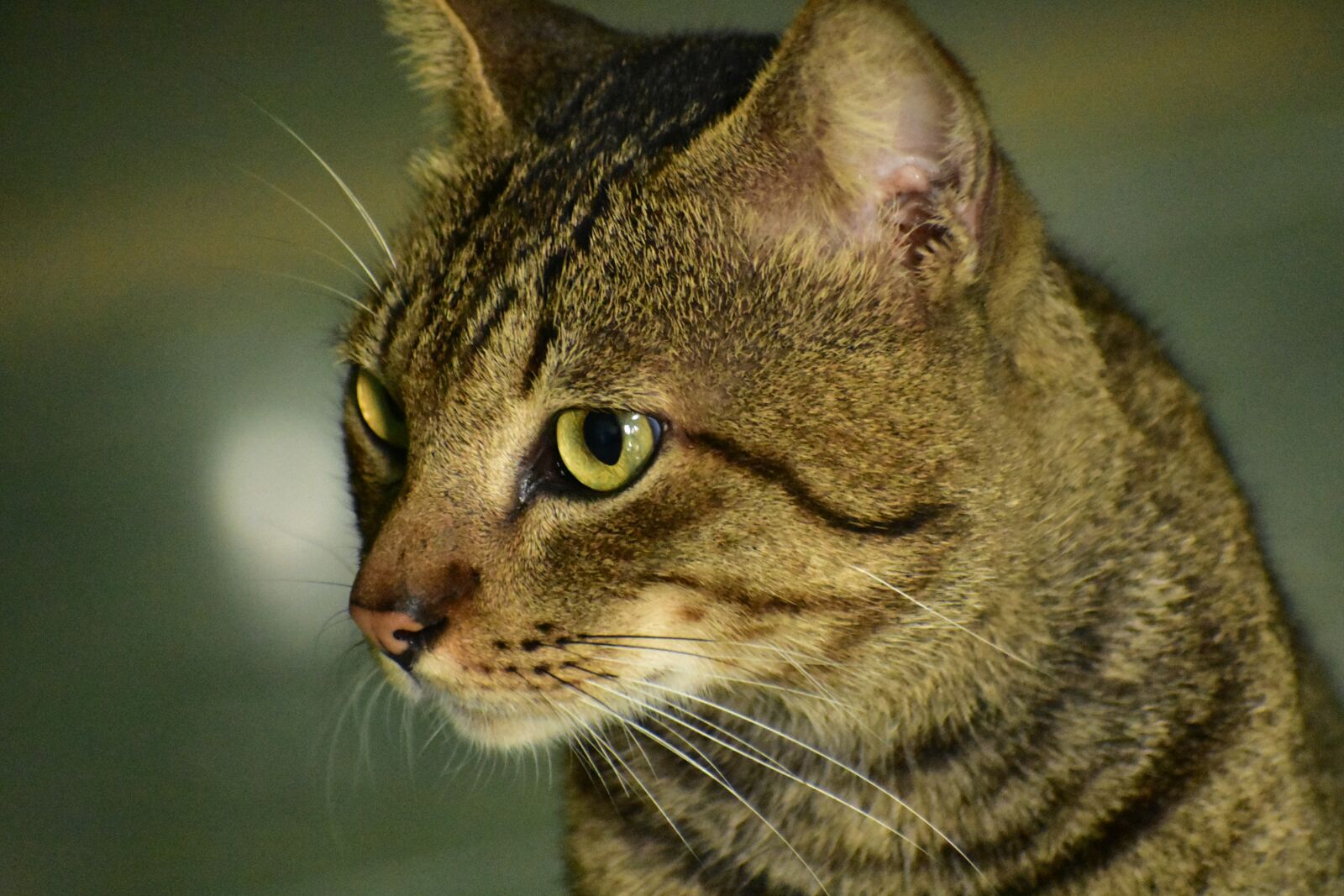 Nikon D3400 sample photo. Cat, eyes, whiskers photography