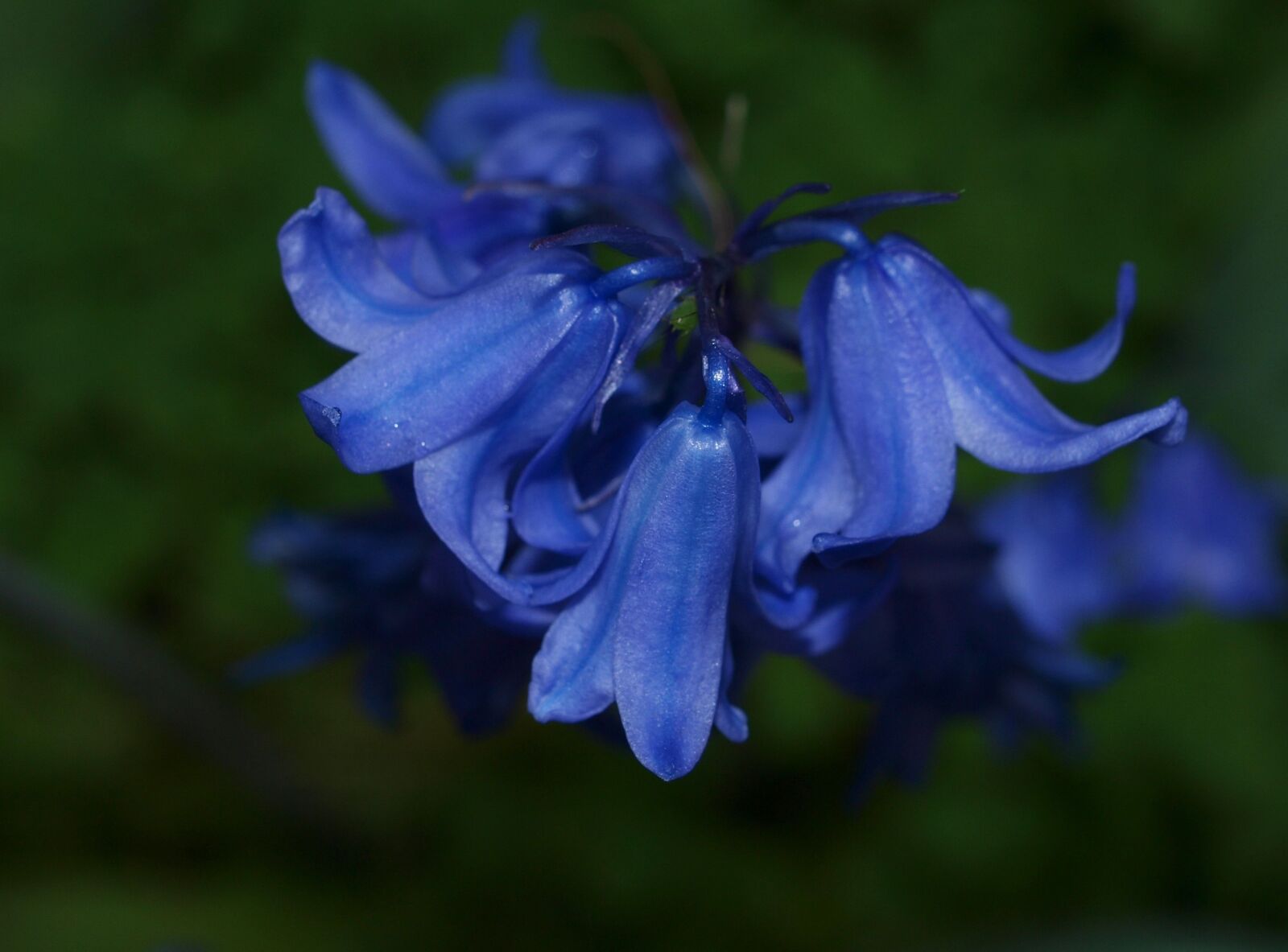 Olympus E-520 (EVOLT E-520) sample photo. Flower, nature, flora photography