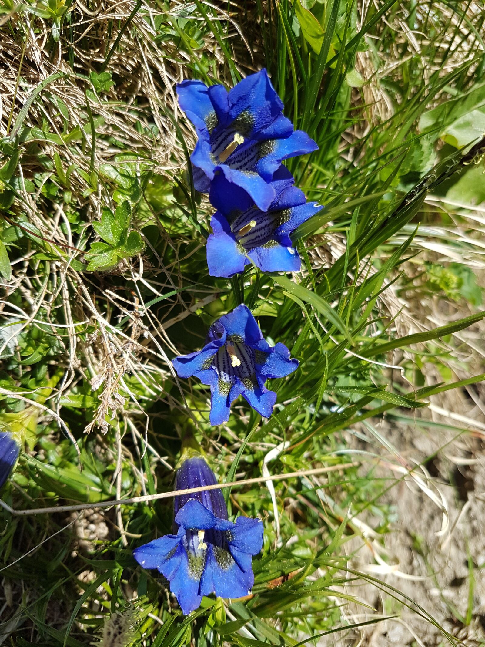Samsung Galaxy S7 sample photo. Gentian, blue, mountain flower photography