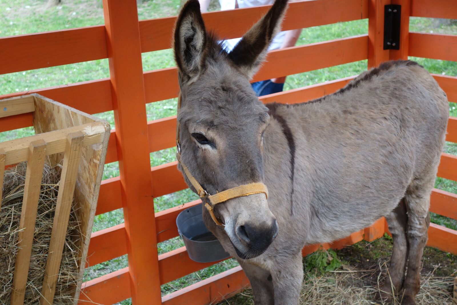Sony Cyber-shot DSC-RX100 II sample photo. Donkey, animal, grey photography