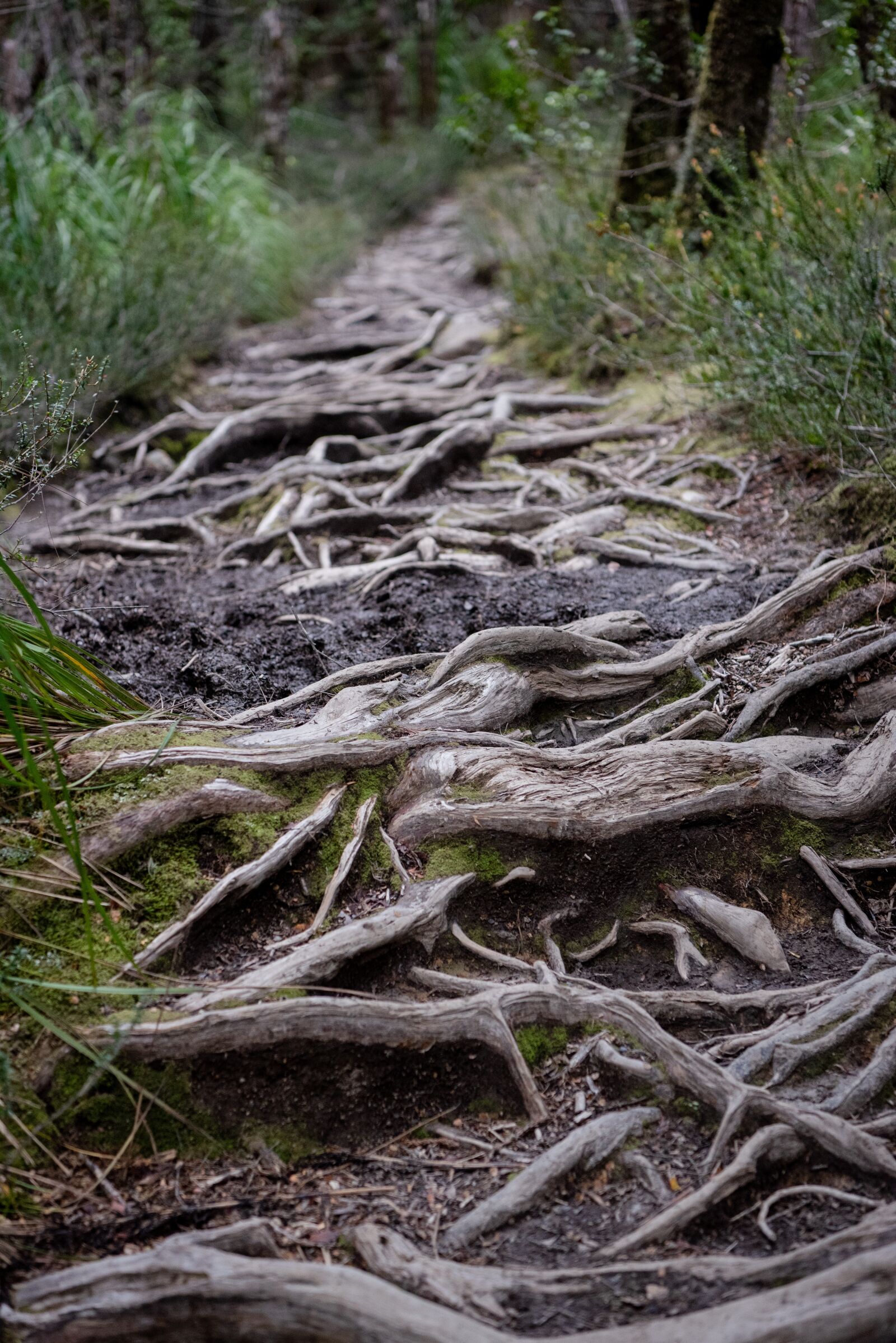 Nikon D750 sample photo. Overland track, tasmania, national photography