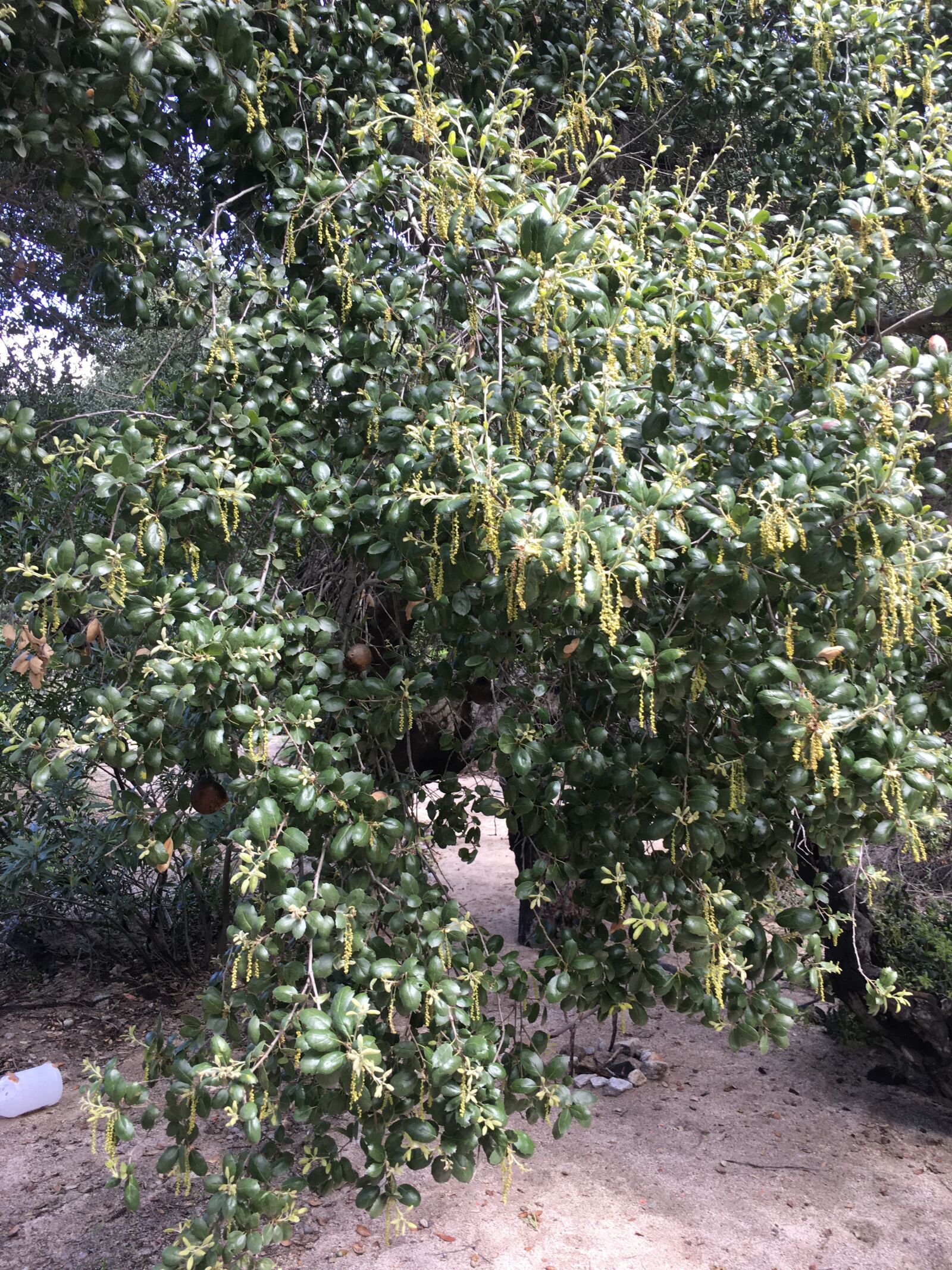 Apple iPhone 6s sample photo. Bush, wildlife, nature photography