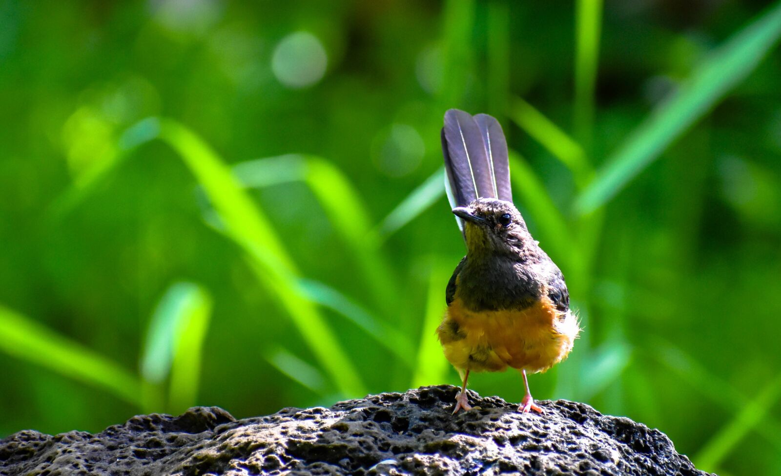Nikon D5500 sample photo. Bird, avian, beak photography