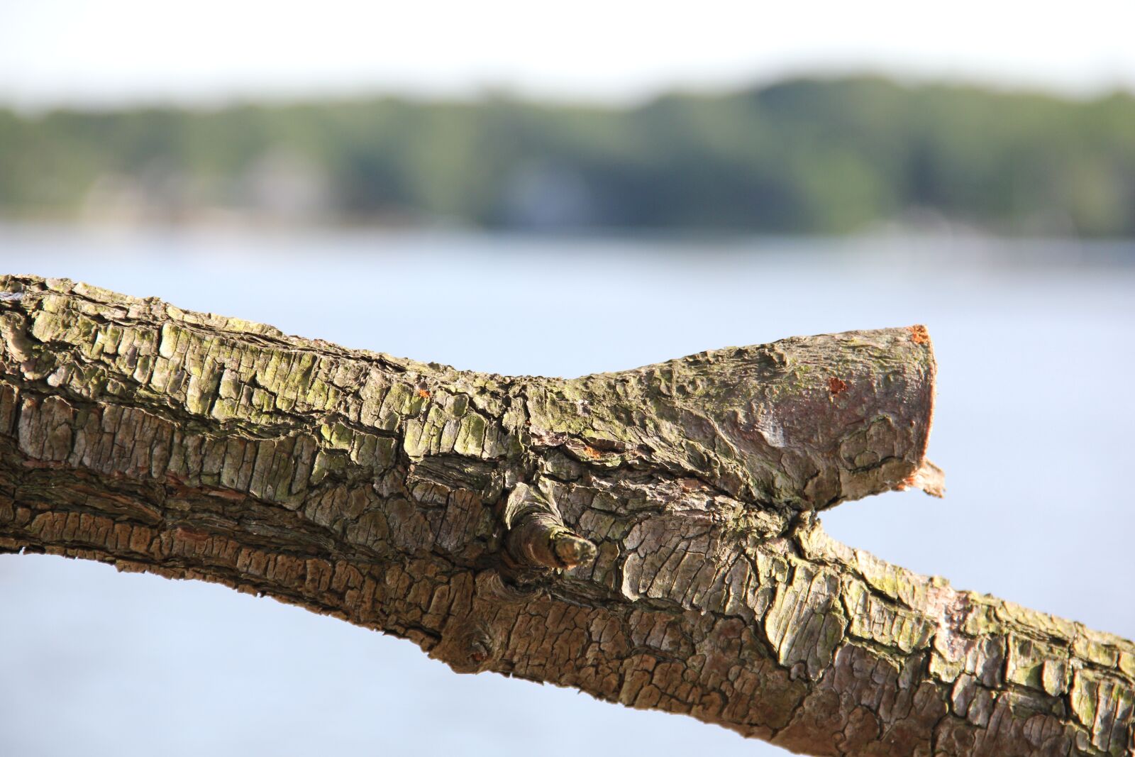 Canon EOS 60D sample photo. Nature, outdoors, tree photography