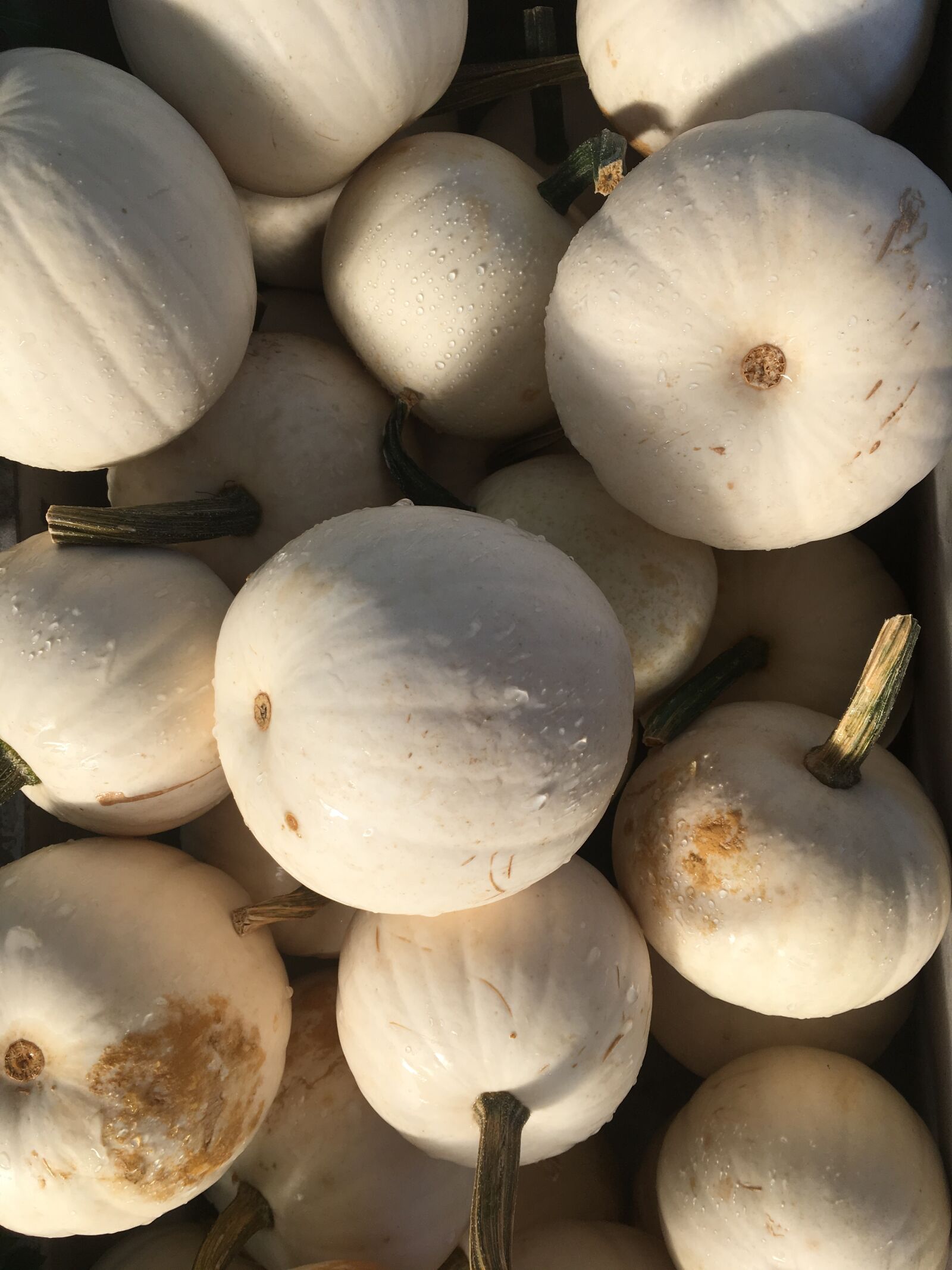Apple iPhone 6s Plus sample photo. Autumn, fall, farm, gourd photography