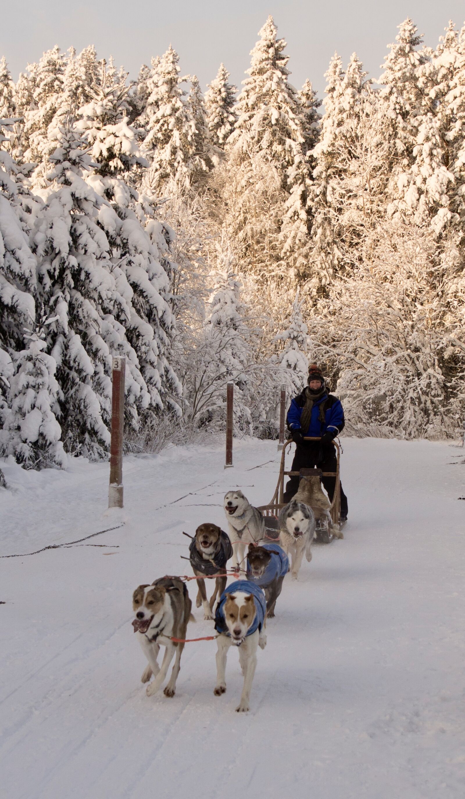 Sony ILCA-77M2 sample photo. Husky, finland, lapland photography