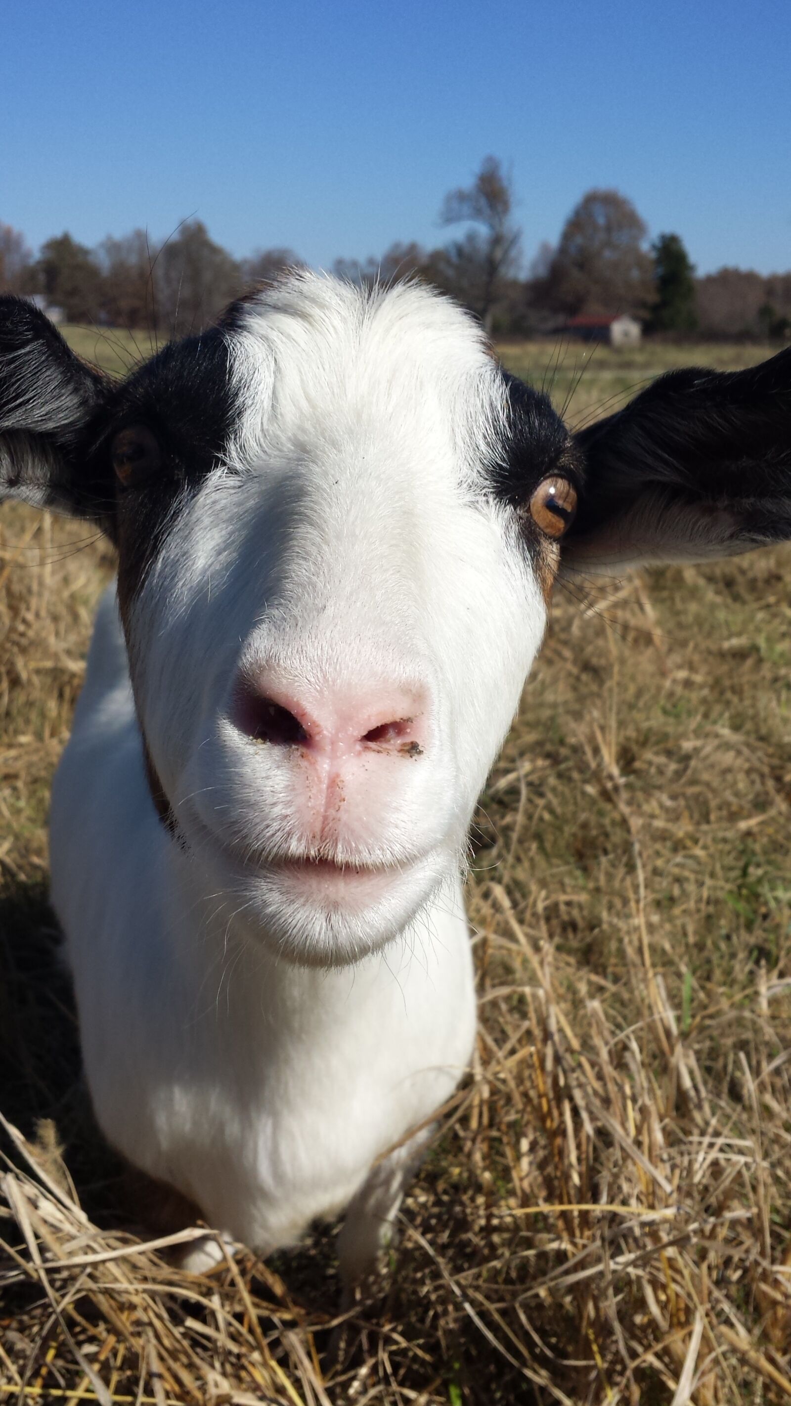 Samsung Galaxy S4 sample photo. Goat, goat face, farm photography