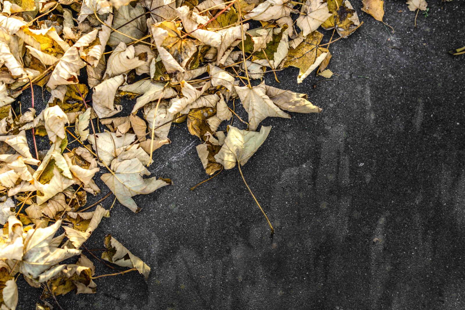 Nikon D610 sample photo. Leaves, yellow, stone photography