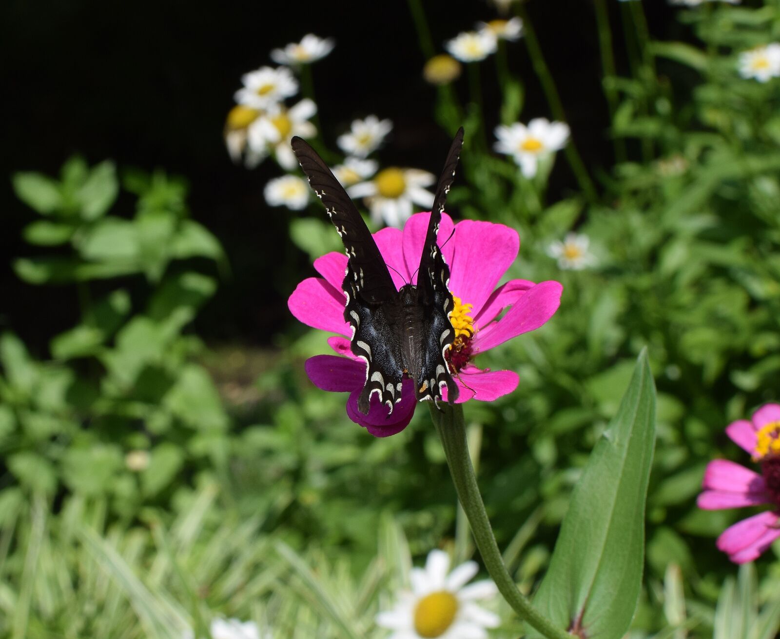 Nikon D3300 sample photo. Hybrid swallowtail on zinnia photography