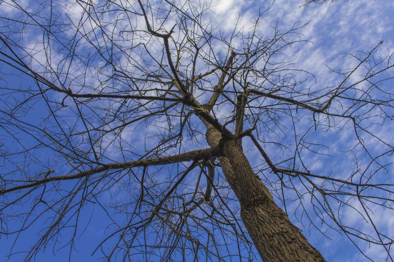 Canon EF-S 18-135mm F3.5-5.6 IS sample photo. Chongming, tree, winter photography
