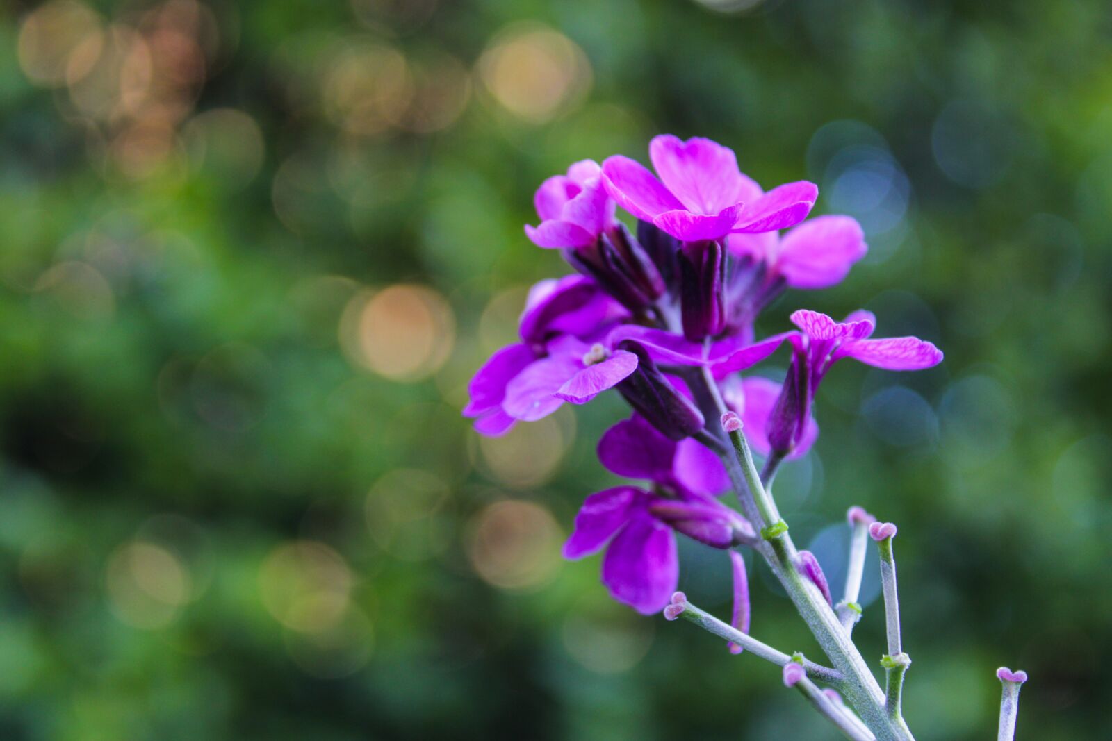 Canon EOS 2000D (EOS Rebel T7 / EOS Kiss X90 / EOS 1500D) sample photo. Flower, wallflower, plant photography
