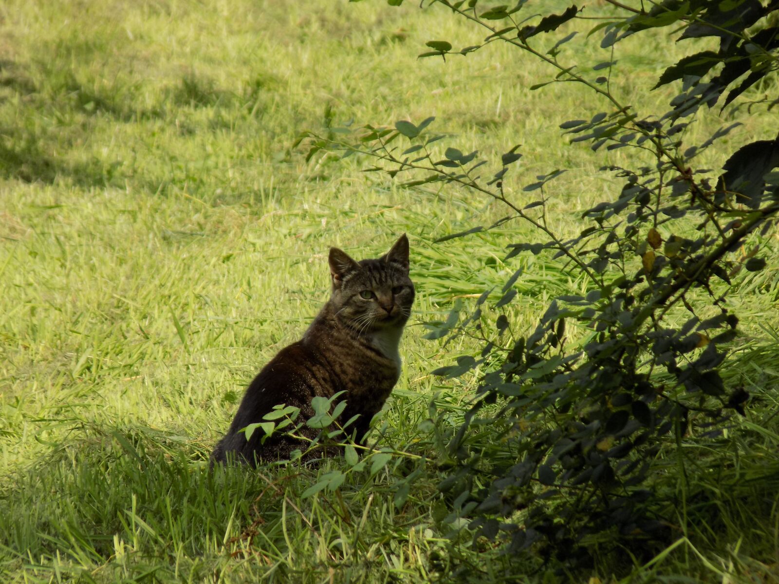 Nikon COOLPIX L340 sample photo. Cat, mammals, pet photography