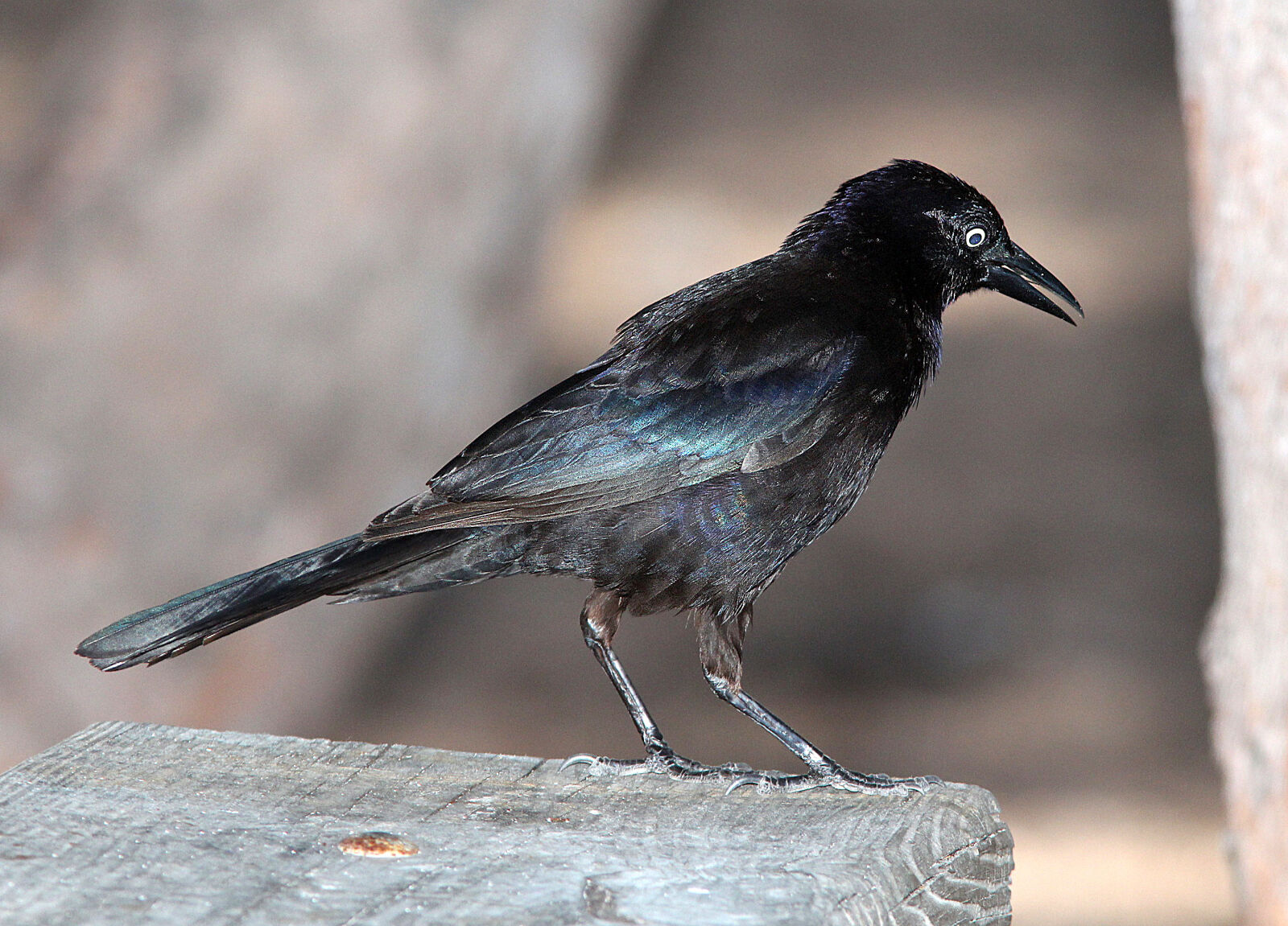 Canon EF 300mm F4L IS USM sample photo